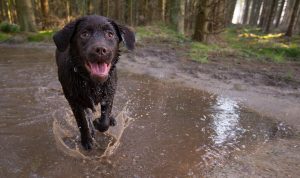 Chocolate Lab in Puddle in Forest